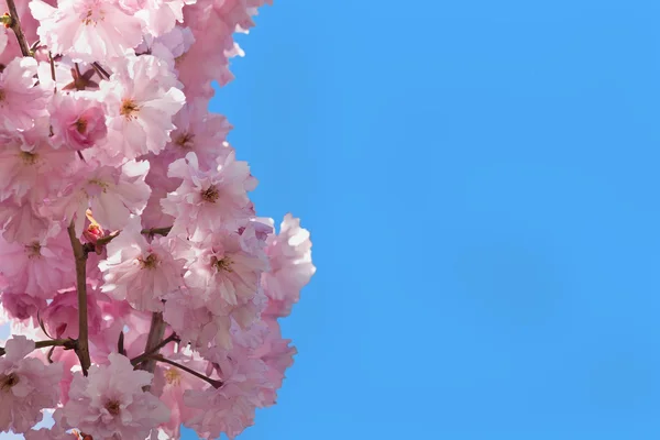 Hintergrund mit rosa Sakura — Stockfoto