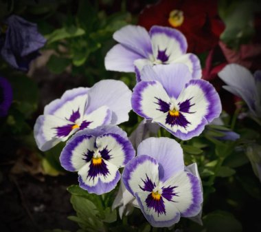 Mavi ve beyaz hanım evlatları