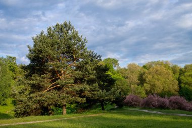 Bulutlu gökyüzünün altında park 