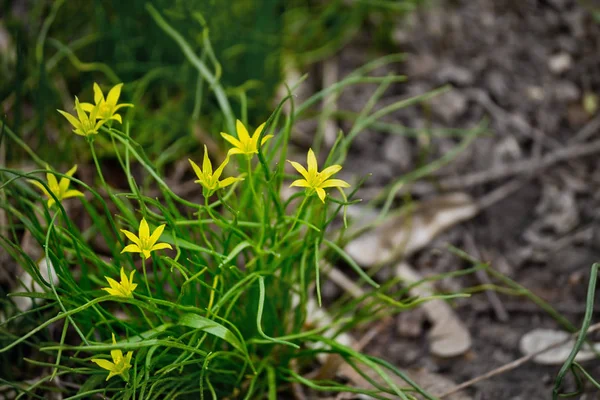 Gelbe Gagea-Blüten — Stockfoto