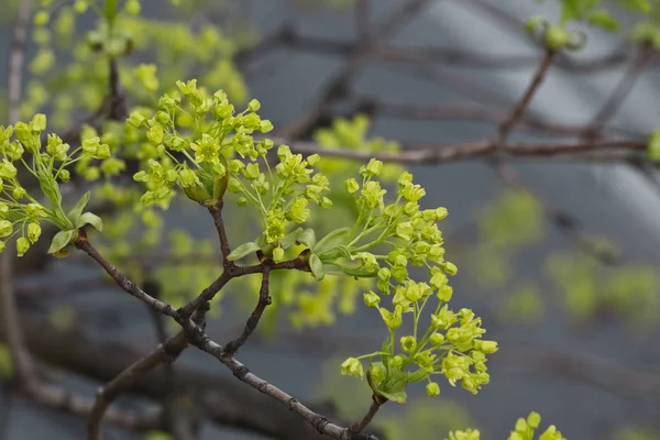 Rama de arce de primavera — Foto de Stock