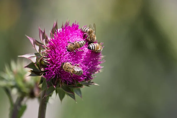 Les abeilles collectent le nectar — Photo