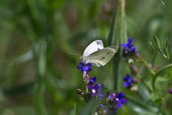 Pieris rapae butterfly — Stock Photo, Image