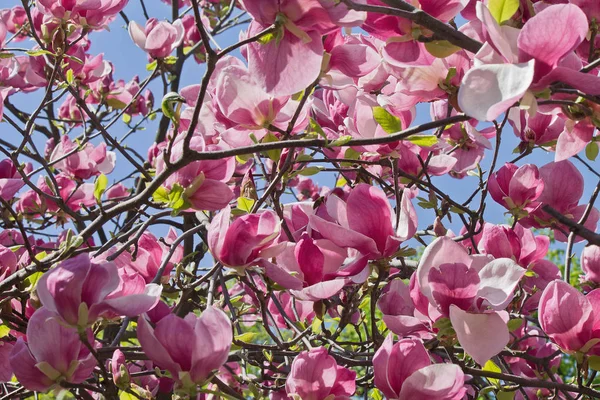  gökyüzü arka plan üzerinde çiçekler