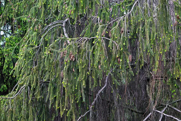 büyük bir köknar dalları