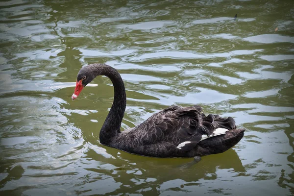 Preto cisne closeup — Fotografia de Stock