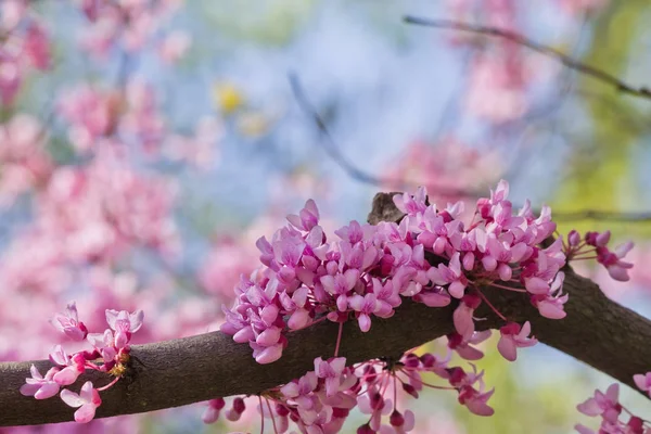  pembe tsertsis çiçek 