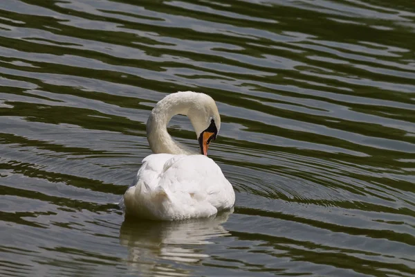 Cisne mudo branco — Fotografia de Stock