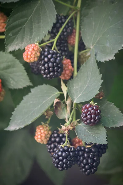 Blackberry bush