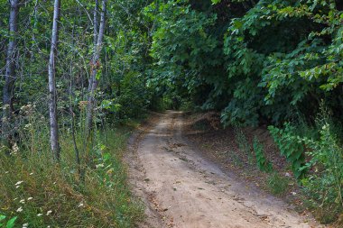 Yaprak döken orman yol