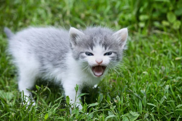 Маленький сірий кошеня — стокове фото