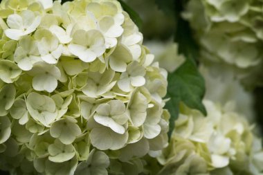 Beyaz önümüzdeki kartopu