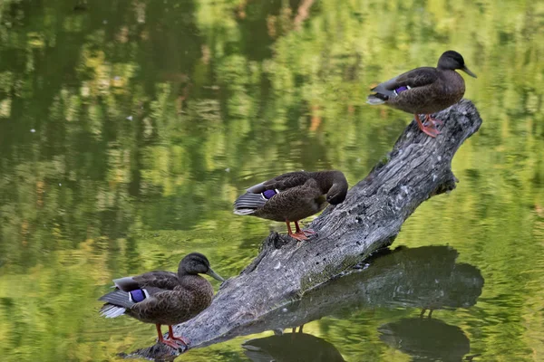 Tres patos en un tronco —  Fotos de Stock