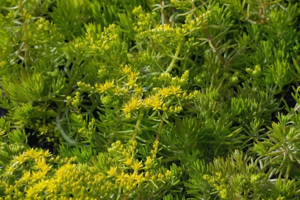 Sedum flores close-up — Fotografia de Stock