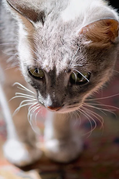 Gato cinza close-up — Fotografia de Stock