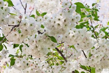 branches of white blooming sakura closeup clipart