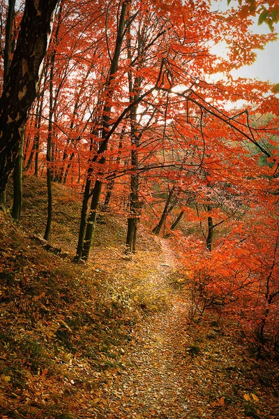 Trail Höst Lövskog Med Röda Träd — Stockfoto