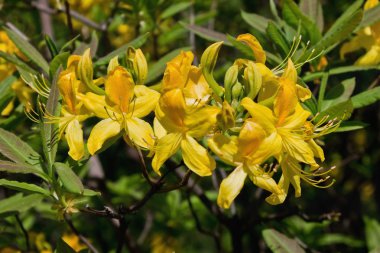 Ormangülü bush portre sarı çiçekler
