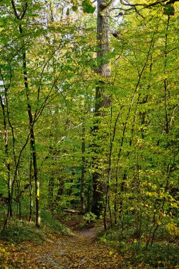 sonbahar yaprak döken Orman yolundaki dikey, yatay