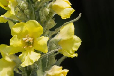 Sarı sığırkuyruğu çiçeği closeup yeşil bir arka plan üzerinde