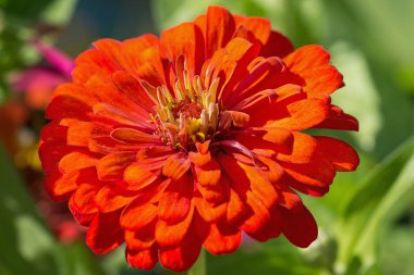 Kırmızı Zinnia closeup bir yatakta
