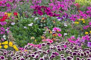 Hercai Menekşe, marigolds ve Petunyalar closeup ile flowerbed
