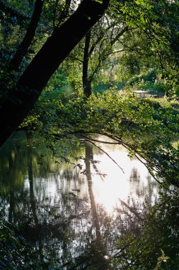bir göl eğilerek bir ağaç ve güneşte su yansıması