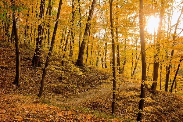 Gyllene Höst Skogen Med Väg Bland Träden — Stockfoto