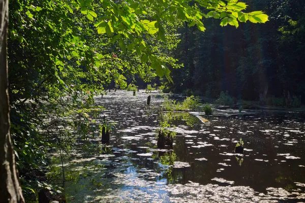 Waldsee Sonniger Sommertag — Stockfoto