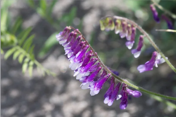 Flor Púrpura Vicia Villosa Primer Plano Sobre Fondo Verde Borroso —  Fotos de Stock