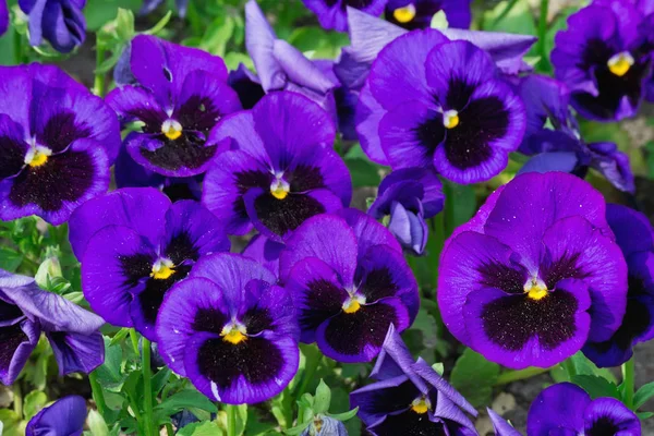 Purple Pansies Bed Closeup — Stock Photo, Image