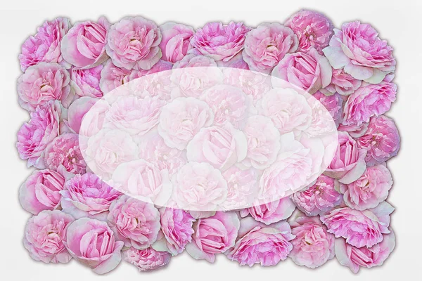 Background Pink Roses Oval Copy Space — Stock Photo, Image