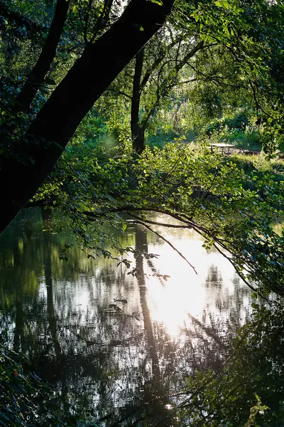 Lehnt Sich Über Einen See Ein Baum Und Reflektiert Die — Stockfoto
