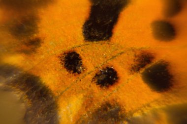 Bulanık arkaplan turuncusu ve siyah kelebek kanadı.