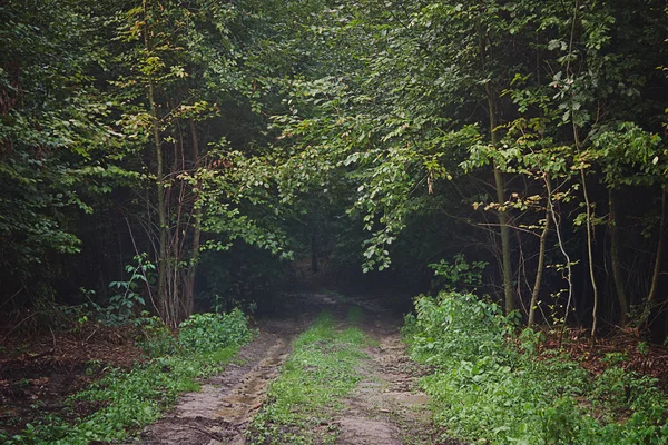 Strada Una Oscura Foresta Decidua Paesaggio Estivo — Foto Stock