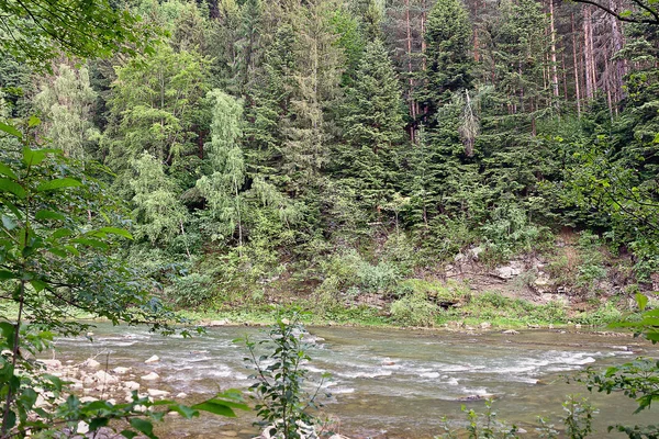 Rivière Montagne Prut Dans Les Carpates Ukrainiennes — Photo