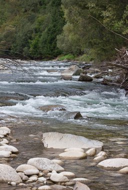 Orman ve dağ nehri ile yaz manzarası.