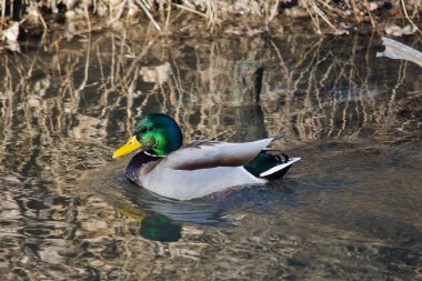 Gölette yüzen vahşi bir ördek. Drake yaban ördeği