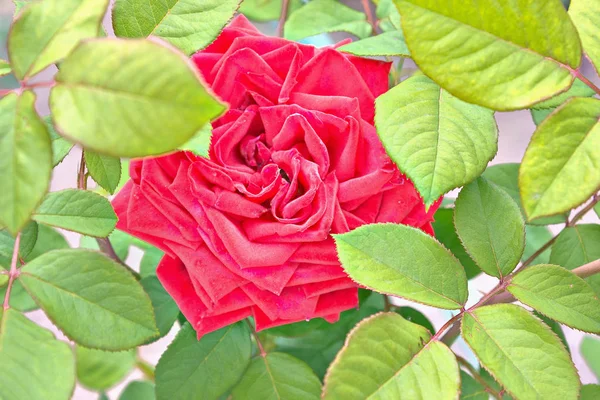 Una Rosa Rossa Primo Piano Tra Foglie — Foto Stock