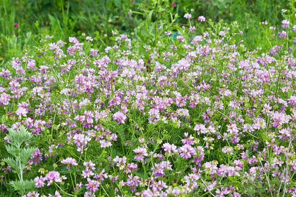 Summer Blooming Meadow Pink Coronilla Flowers — ストック写真