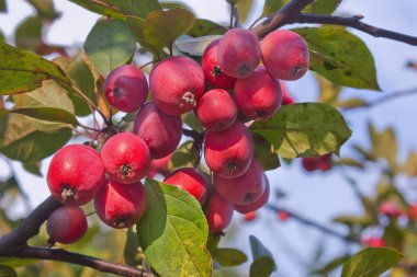 Mavi gökyüzüne yakın kırmızı olgun elma ile bir dal