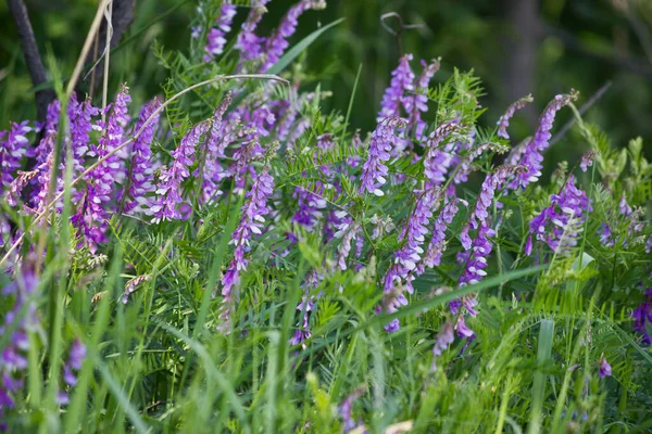 Flowering Meadow Purple Flowers Vetch — Stock Photo, Image