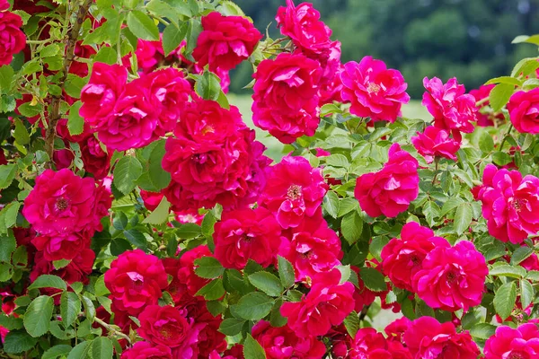 Primer Plano Floreciente Arbusto Rosa Jardín Rosas Brillantes — Foto de Stock