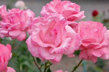 Bahçedeki çiçek tarhında pembe güller.