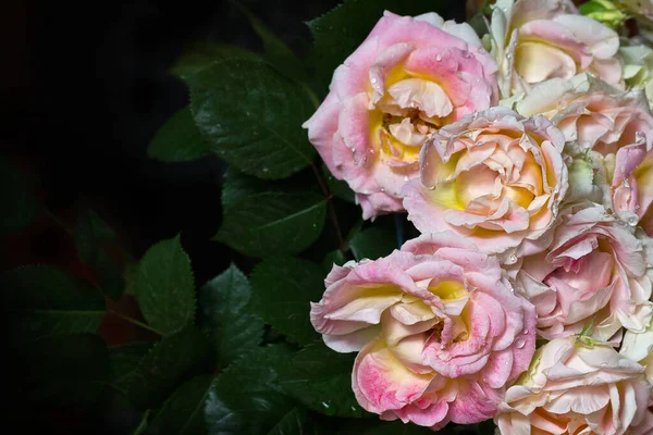 Fondo Verde Oscuro Con Ramo Rosas Blancas Primer Plano — Foto de Stock