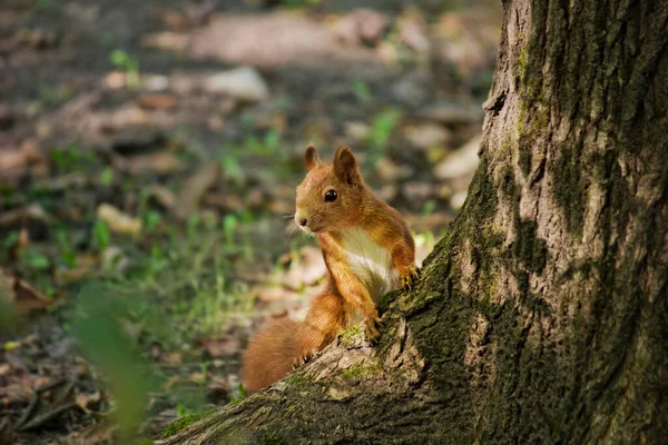 Κόκκινος Σκίουρος Που Κάθεται Στις Ρίζες Ενός Δέντρου — Φωτογραφία Αρχείου