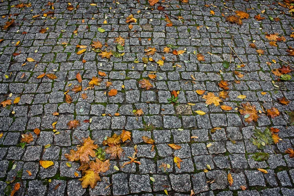 Outono Pedra Fundo Pedras Pavimentação Com Folhas Amarelas Caídas Close — Fotografia de Stock