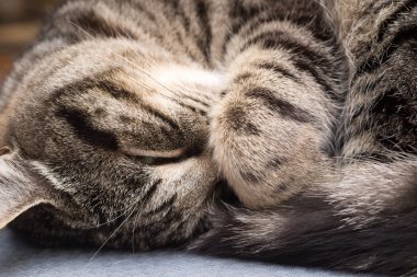 Kedi pençe ağzına ile