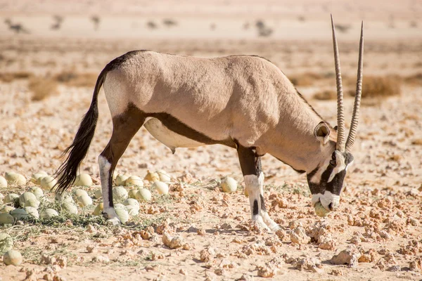 Oryx com melão do deserto na boca — Fotografia de Stock
