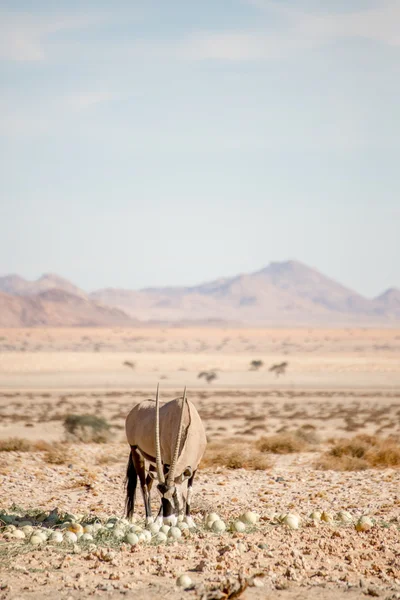Oryx äta Desert Melon — Stockfoto